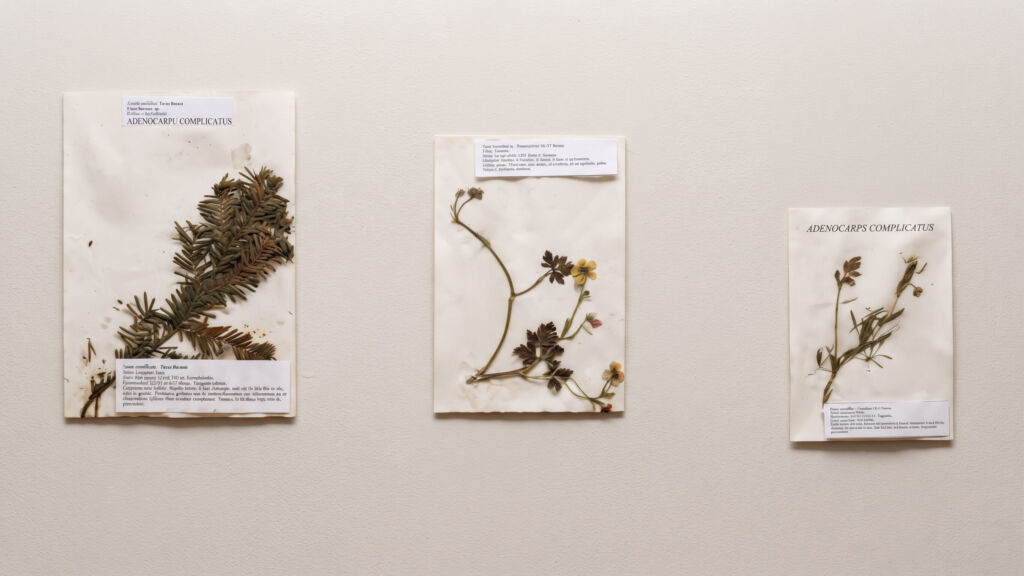 Galería Museo