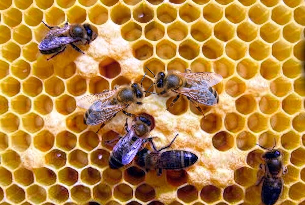 El Museo de las Abejas celebra su primer aniversario con una Feria de la Miel