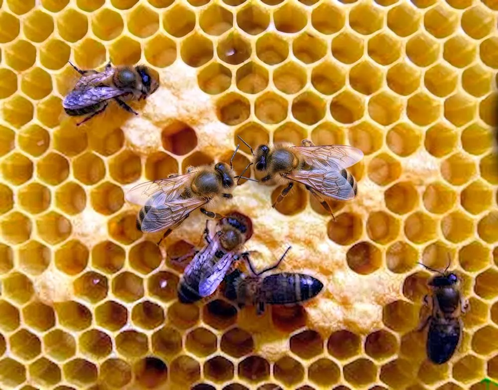 Primer plano de abejas obreras trabajando sobre un panal de cera con celdas hexagonales llenas de miel.