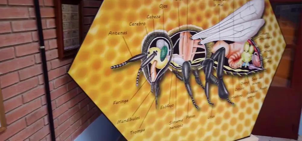 Museo de Abejas