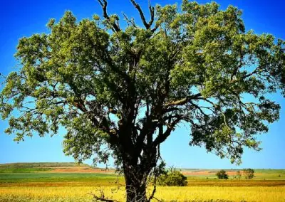 foto 17 turismo belmonte campos
