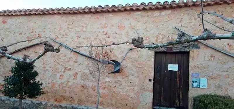 Fachada de piedra rústica en Alcubilla con una puerta de madera oscura, un arado antiguo colgado en la pared y ramas de vid trepadoras.