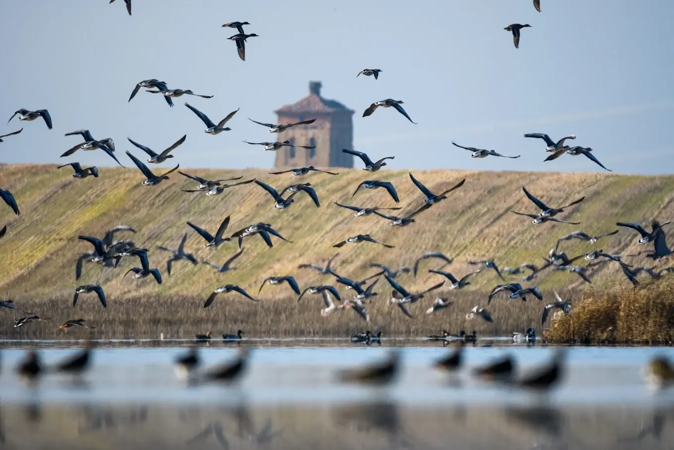 Bandada de ánsares levantando el vuelo en las aguas del humedal frente al observatorio del Centro de Interpretación de la Laguna de Boada en Palencia.